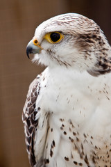 Big brown and white  eagle in closeup