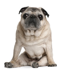 Old Pug, 10 years old, sitting in front of white background