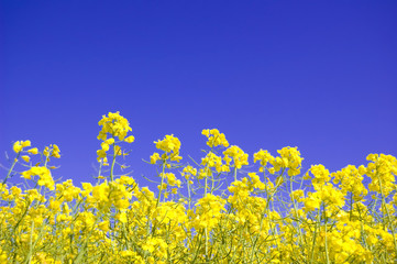 Fototapeta premium Yellow flowers and blue sky.