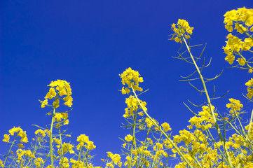 Yellow flowers and blue sky.