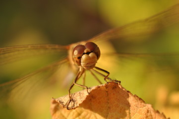Libellule automne