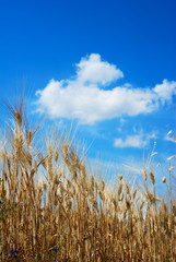 Dry wheat stems and blue sky