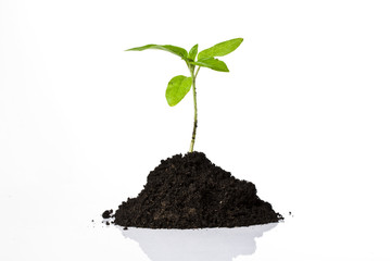 Young plant isolated on white