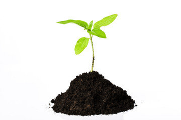 Young plant isolated on white
