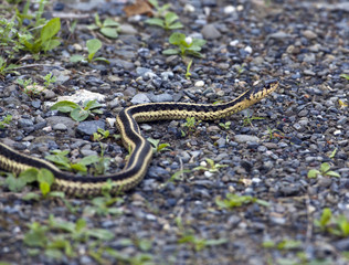 Common garter snake