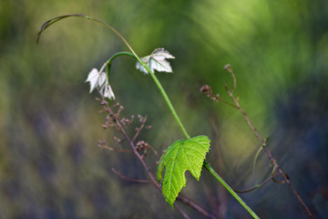 Spring vine