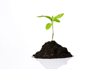 Young plant isolated on white