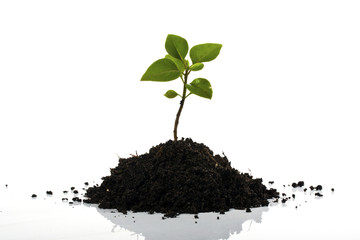 Young plant isolated on white