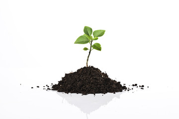 Young plant isolated on white