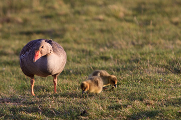 white-fronted goose with youngsters