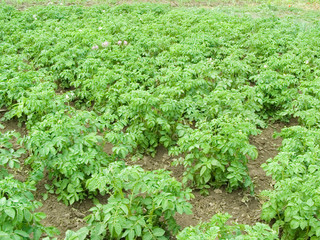 Fototapeta na wymiar field with potatoes
