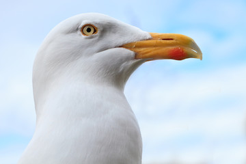 Big white herring gull bird