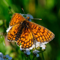 papillon
