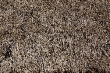thatch