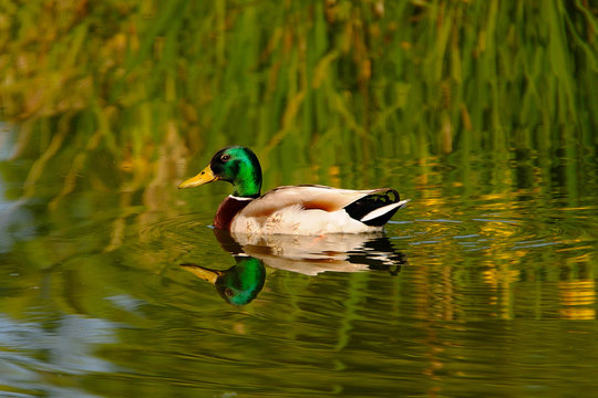 canard colvert