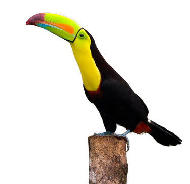 Keel Billed Toucan, from Central America. Isolated on White.