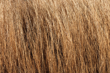 Dry Grass Texture