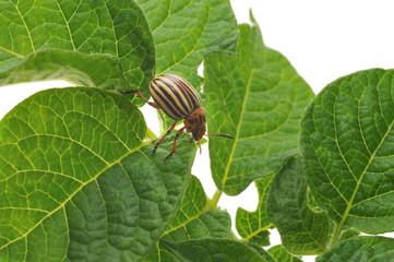 Potato Bug