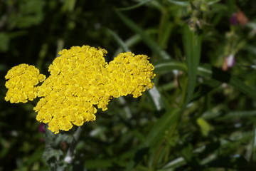 Yarrow