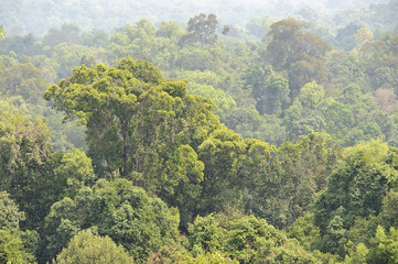 Fototapeta na wymiar Jungle, Laos, Azja