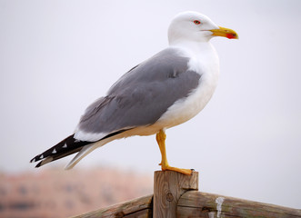 Seagull © ecstk22