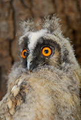Junge Waldohreule Asio otus