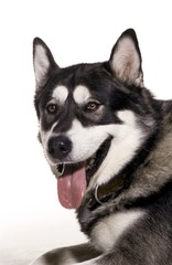 portrait of husky dog