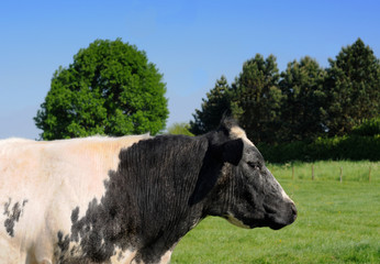 Black and white cow in meadow with trees in the background
