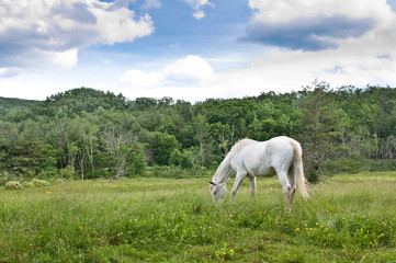 Fototapeta premium White Horse In Field
