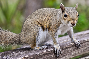Squirrel