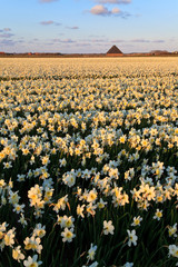 Large narcissus field in spring