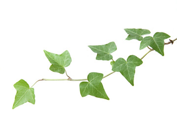 Green leaves isolated