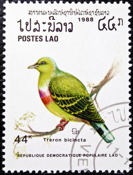 Treron Bicincta bird stamp.