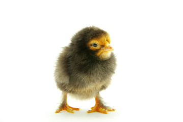 baby chicken