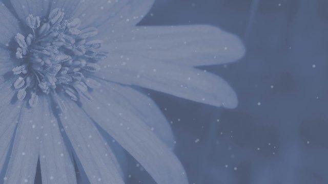 Blume mit Pollenflug - Animation