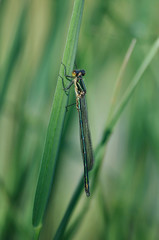 Western Willow Spreadwing (Lestes viridis)