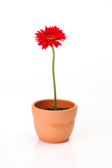 Gerbera