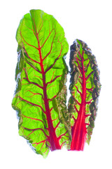Two young, fresh red Swiss chard leaves (beta vulgaris)