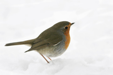 Robin on snow