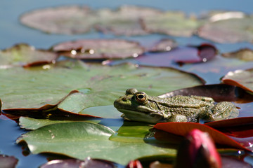 grenouille