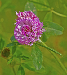 Wiesenklee