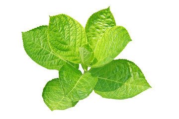 New leaf - new hydrangea leaf on white background
