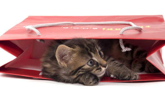 chaton joueur caché dans son sac rouge
