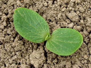pumpkin seedling