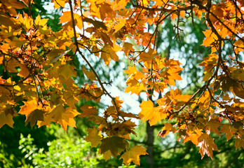 Autumn  maple leaves