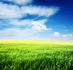 Fototapeta premium Meadow