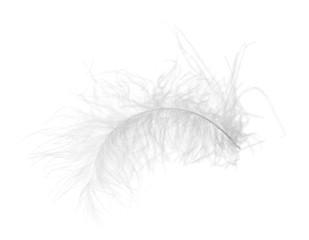 light fluffy feather