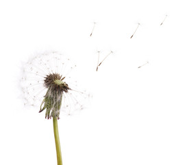 old dandelion and flying seeds on white
