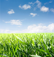 Obraz premium Meadow