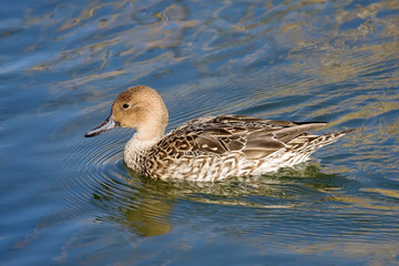 Female Northern Pintail
